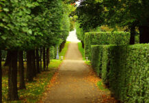 Park mit Hecke und Bäumen