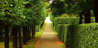 Park mit Hecke und Bäumen