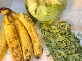 Überreife Bananen, verschrumpelter Salat und matschiger Ruccola im Kühlschrank-Gemüsefach.