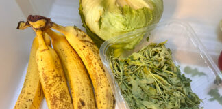 Überreife Bananen, verschrumpelter Salat und matschiger Ruccola im Kühlschrank-Gemüsefach.