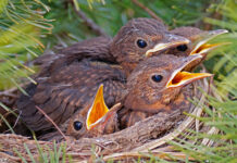 Amseljunge im Nest