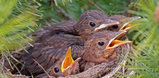 Amseljunge im Nest