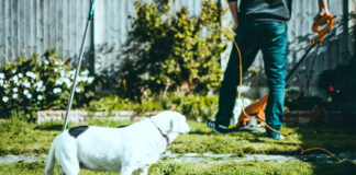 Rasentrimmer und Hund