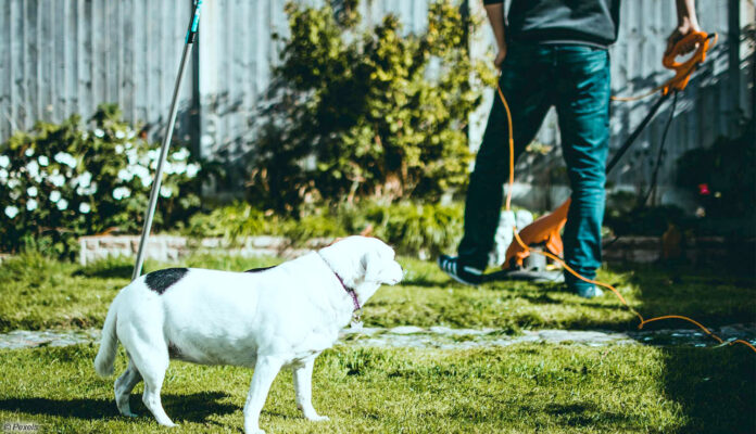 Rasentrimmer und Hund