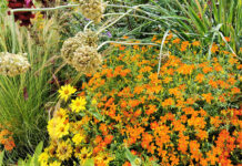 Gartenbauexperten vom BLGL geben Tipps fürs Gärtnern im Hochsommer und erklären, wie Boden und Pflanzen bei großer Hitze gesund bleiben.