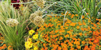 Gartenbauexperten vom BLGL geben Tipps fürs Gärtnern im Hochsommer und erklären, wie Boden und Pflanzen bei großer Hitze gesund bleiben.