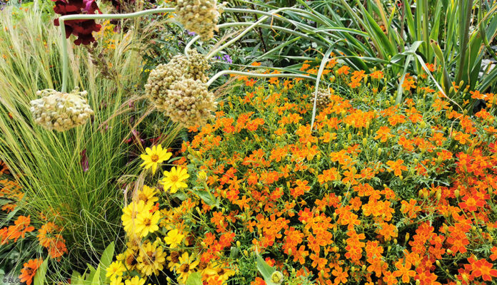 Gartenbauexperten vom BLGL geben Tipps fürs Gärtnern im Hochsommer und erklären, wie Boden und Pflanzen bei großer Hitze gesund bleiben.