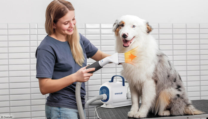 Sommerpflege für Hunde mit den Produkten von OneIsAll