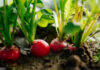 Beet mit Radieschen