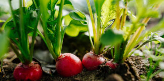 Beet mit Radieschen