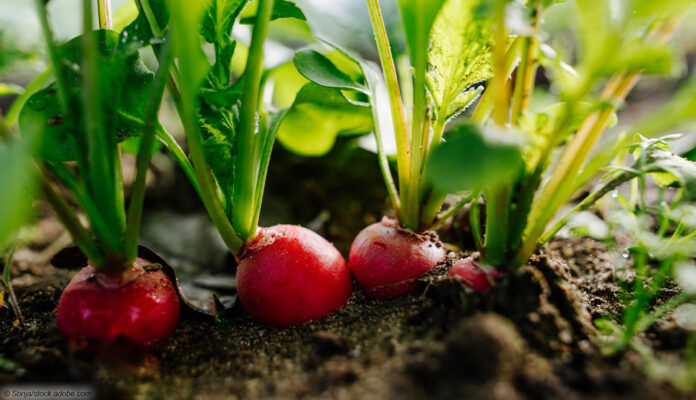 Beet mit Radieschen Beet mit Radieschen