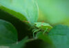 Blatt Grashüpfer Insekten