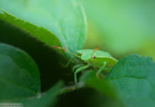 Blatt Grashüpfer Insekten