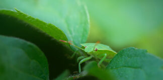 Blatt Grashüpfer Insekten