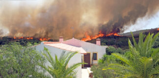 Feuer Waldbrand