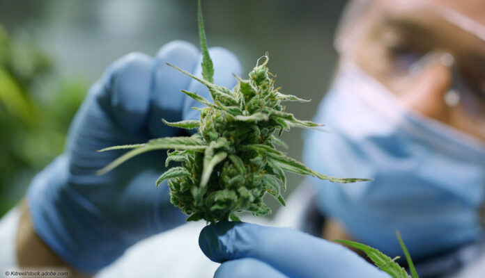 Cannabis Pharmakologie